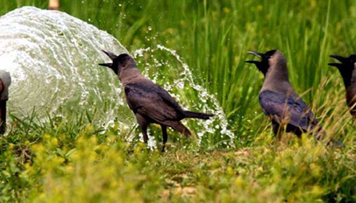 তাপমাত্রা আরও বাড়তে পারে: আবহাওয়া অফিস