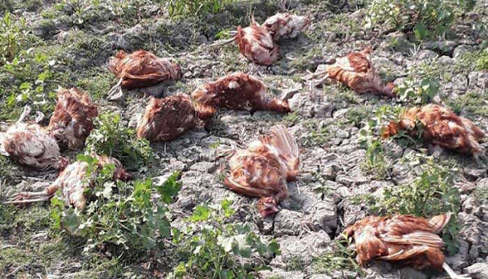 ত্রিশালে অজ্ঞাত রোগে হাজার হাজার মুরগির মৃত্যু ত্রিশালে অজ্ঞাত রোগে হাজার হাজার মুরগির মৃত্যু