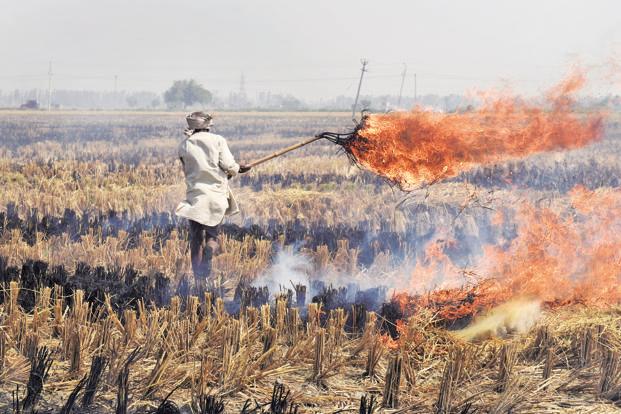 দূষণ রোধে খড় পোড়ানো নিষিদ্ধ ভারতে