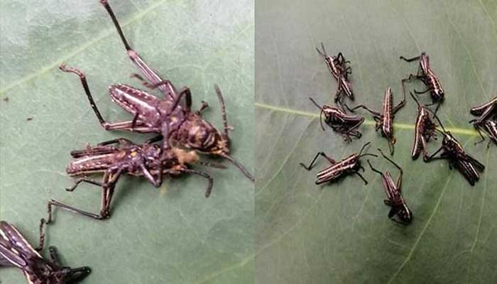 টেকনাফের পোকা পঙ্গপাল নয় : কৃষি মন্ত্রণালয় টেকনাফের পোকা পঙ্গপাল নয় : কৃষি মন্ত্রণালয়