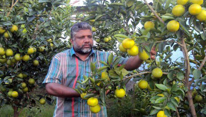 কৃষিভিত্তিক অনুষ্ঠান দেখে মাল্টা চাষ করে সফল যশোরের আব্দুল করিম কৃষিভিত্তিক অনুষ্ঠান দেখে মাল্টা চাষ করে সফল যশোরের আব্দুল করিম