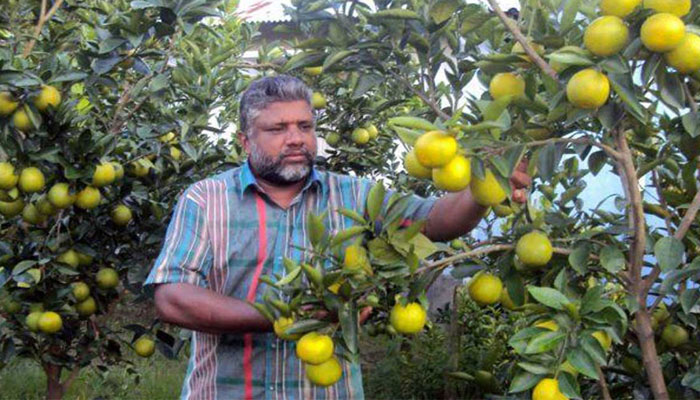 কৃষিভিত্তিক অনুষ্ঠান দেখে মাল্টা চাষ করে সফল যশোরের আব্দুল করিম