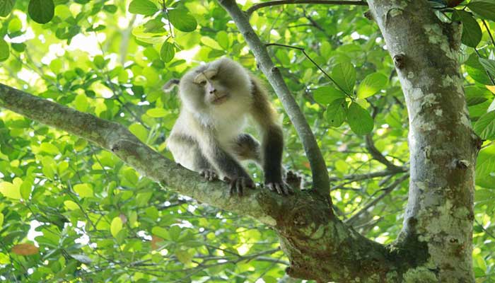 ঈদে লাউয়াছড়ায় অতিরিক্ত পর্যটক: প্রকৃতির সুরক্ষা নিয়ে উৎকন্ঠা