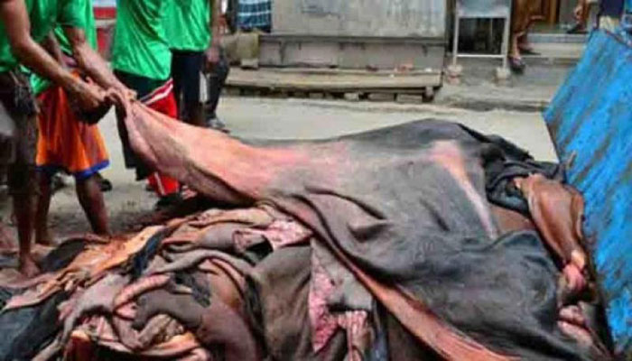 শনিবার থেকে কাঁচা চামড়া কিনবে ট্যানারি মালিকরা