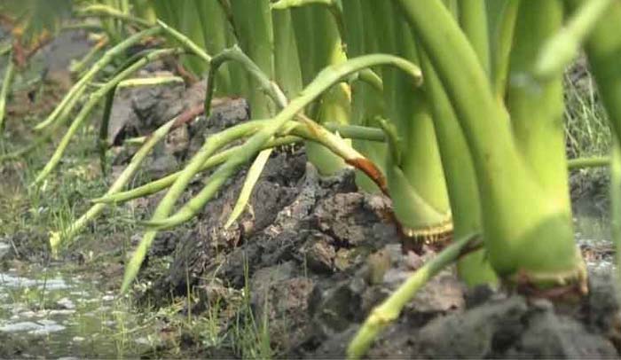 কুমিল্লার কচুর লতি বিদেশে রপ্তানী হচ্ছে