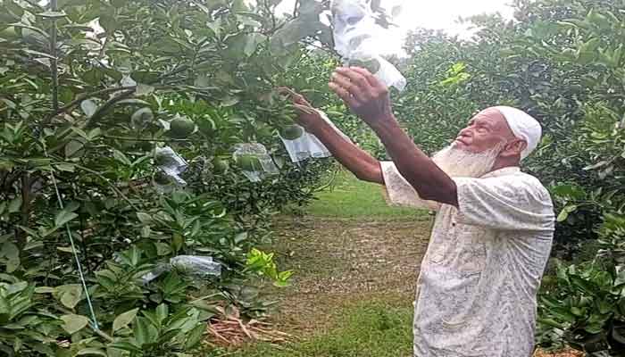 আক্কেলপুরে মাল্টা চাষে সফলতার স্বপ্ন দেখছেন কৃষক দেলোয়ার