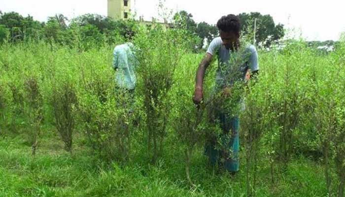 ঈদকে সামনে রেখে ব্যস্ত সাভারের মেহেদী চাষীরা