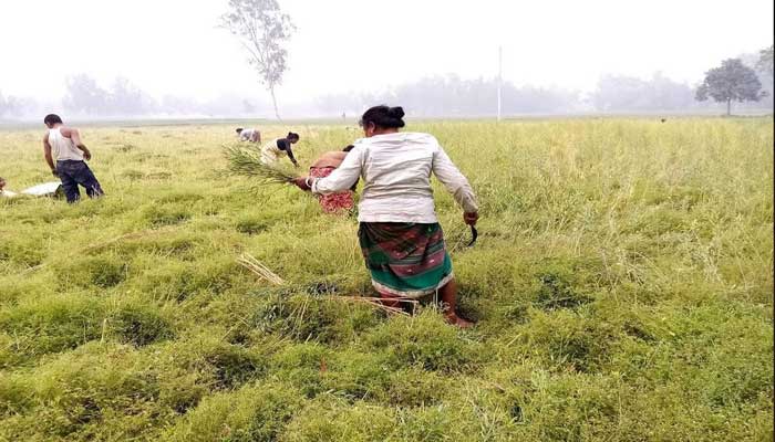 ঠাকুরগাঁও সরিষার বাম্পার ফলন কৃষকের মুখে হাঁসি