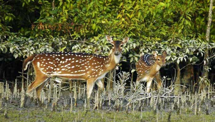 শীতের ছুটিতে ঘুরে আসুন নয়নাভিরাম নিঝুম দ্বীপ