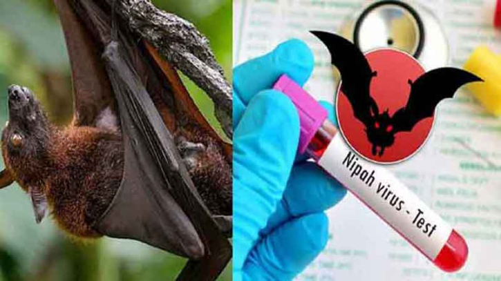নিপাহ ভাইরাস: আক্রান্ত ১০ জনের মধ্যে ৭ জনের মৃত্যু নিপাহ ভাইরাস: আক্রান্ত ১০ জনের মধ্যে ৭ জনের মৃত্যু