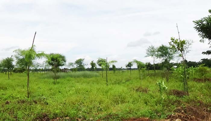শেরপুরের নকলায় ৭ একর জমিতে গড়ে উঠেছে ইকোপার্ক