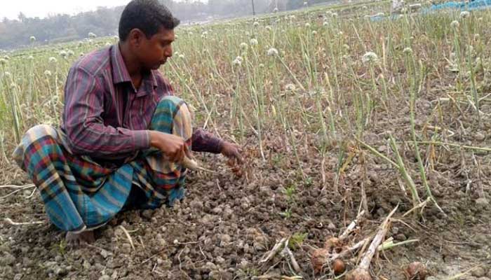 জয়পুরহাটে ৯১০ হেক্টর জমিতে পেঁয়াজ চাষের লক্ষ্যমাত্রা নির্ধারণ