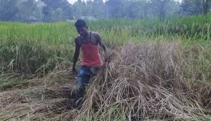 ঠাকুরগাঁওয়ে আমন খেতে পোকার আক্রমণ : দিশেহারা কৃষক ঠাকুরগাঁওয়ে আমন খেতে পোকার আক্রমণ : দিশেহারা কৃষক
