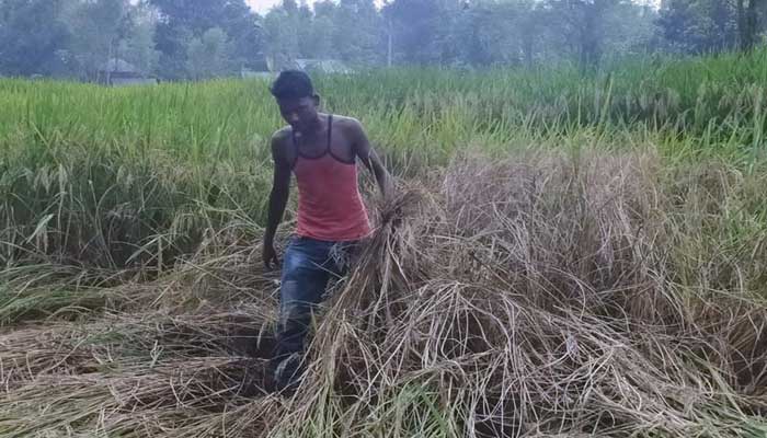 ঠাকুরগাঁওয়ে আমন খেতে পোকার আক্রমণ : দিশেহারা কৃষক