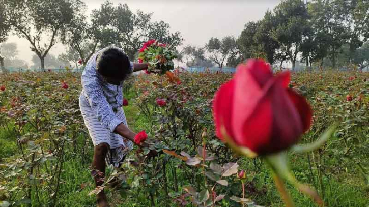 গোলাপ গ্রাম: তিন উৎসব ঘিরে ২০ কোটি টাকার ফুল বিক্রির লক্ষ্যমাত্রা