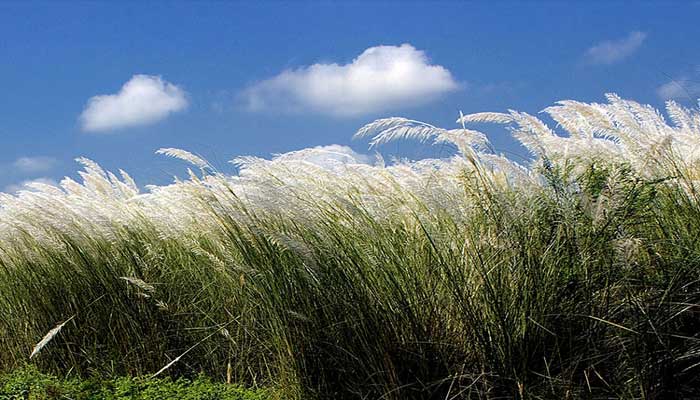 এল বৃষ্টিভেজা শরৎ