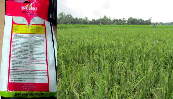 আক্কেলপুরে মেয়াদ উত্তীর্ণ ধান বীজ রোপণ: সর্বশান্ত কৃষক আক্কেলপুরে মেয়াদ উত্তীর্ণ ধান বীজ রোপণ: সর্বশান্ত কৃষক