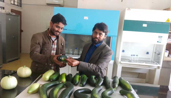 সিলেট কৃষি বিশ্ববিদ্যালয়ে পুষ্টিকর ‘স্কোয়াশ’ নিয়ে গবেষণা সিলেট কৃষি বিশ্ববিদ্যালয়ে পুষ্টিকর ‘স্কোয়াশ’ নিয়ে গবেষণা