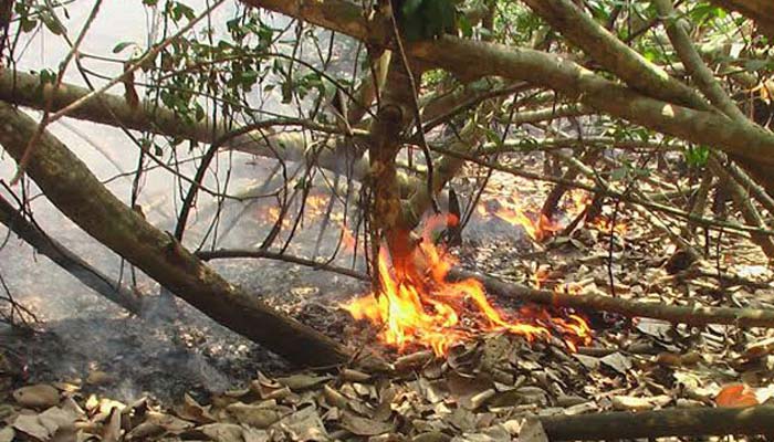 সুন্দরবনে আবারও আগুন সুন্দরবনে আবারও আগুন