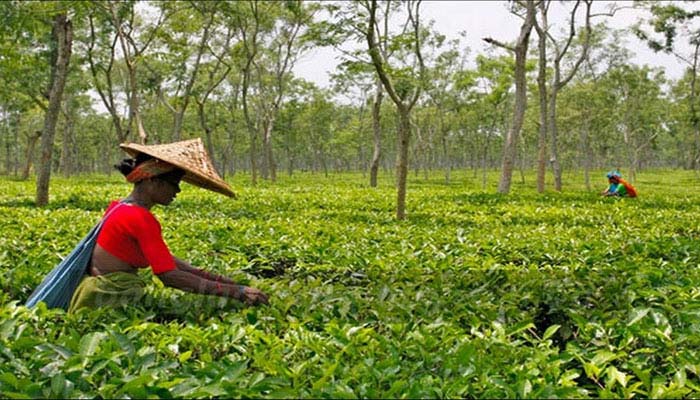 চা উৎপাদনে বাংলাদেশের রেকর্ড চা উৎপাদনে বাংলাদেশের রেকর্ড
