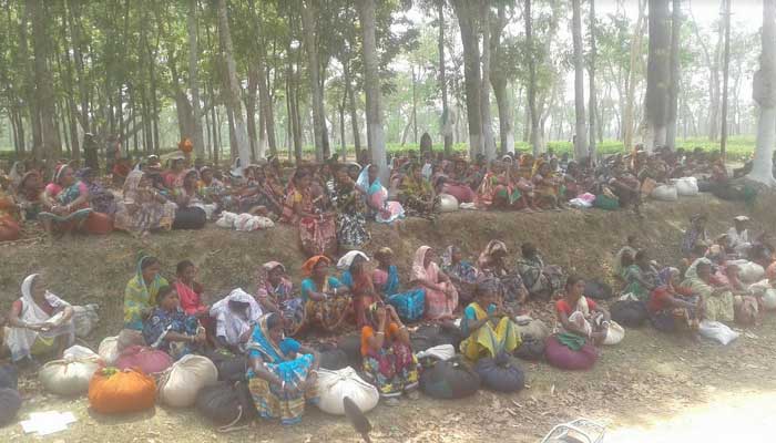 করোনাভাইরাস প্রতিরোধে নেই মাস্ক-গ্লাভস:হুমকির মুখে লাখো চা শ্রমিক