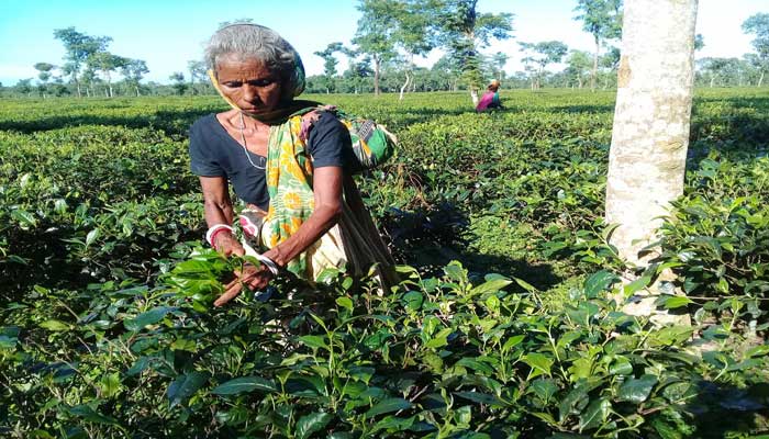 চা শ্রমিকদের ১২০ টাকা মজুরি চুক্তি স্বাক্ষর : একাংশের প্রত্যাখান চা শ্রমিকদের ১২০ টাকা মজুরি চুক্তি স্বাক্ষর : একাংশের প্রত্যাখান