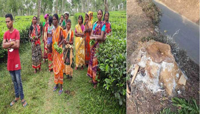 কমলগঞ্জে চা বাগান থেকে ছায়াবৃক্ষ ও কাঁচা চা পাতা চুরি